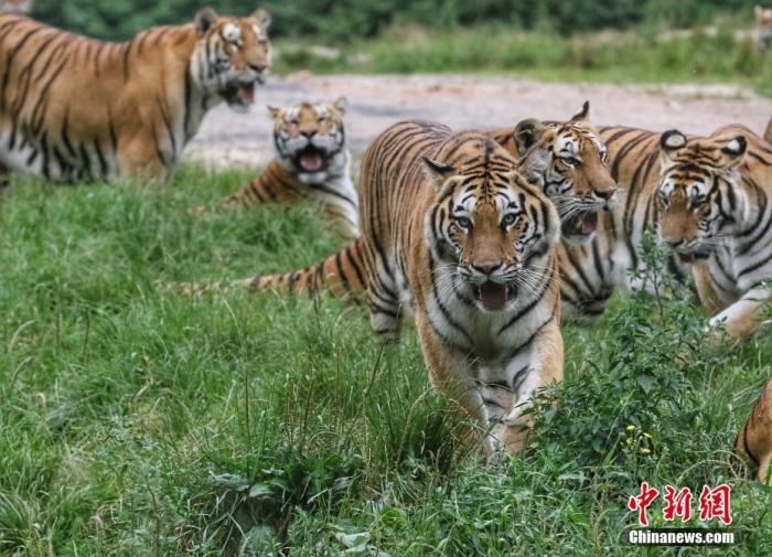 黑龍江省牡丹江市，中國橫道河子貓科動物飼養(yǎng)繁育中心內(nèi)的老虎。