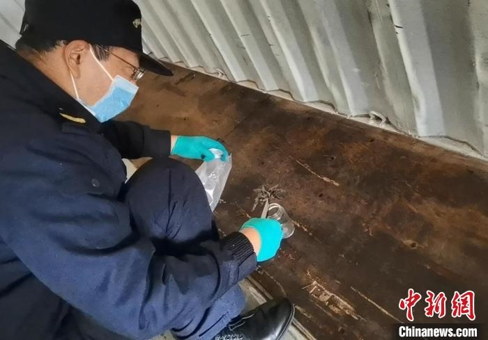 張家港海關(guān)工作人員截獲捕鳥(niǎo)蛛?！⊥踅〕?攝