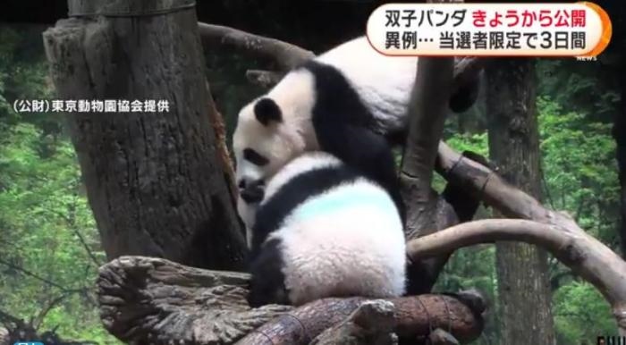12日，日本東京上野動(dòng)物園的旅日雙胞胎熊貓開始同游客見面。(圖片來源：日本富士電視臺(tái)視頻截圖)