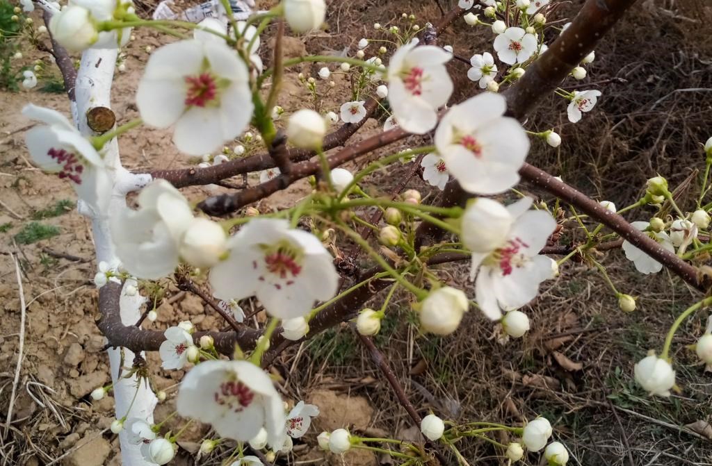 這是拍攝的汾西縣后加樓村盛開的梨花。(受訪者供圖)
