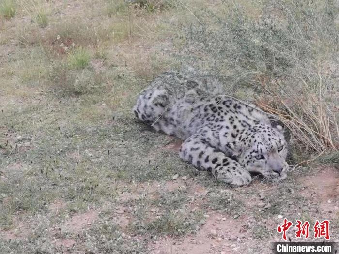 圖為在四子王旗發(fā)現(xiàn)的雪豹(資料圖)?！∷淖油跗炀焦﹫D