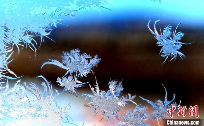 玉樹瓊枝盈滿窗?！O書程 攝