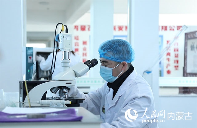 內(nèi)蒙古中農(nóng)興安種?？萍加邢薰韭鋺艨朴抑衅?，為肉牛產(chǎn)業(yè)發(fā)展提供了優(yōu)質的種源保障。白俊華攝