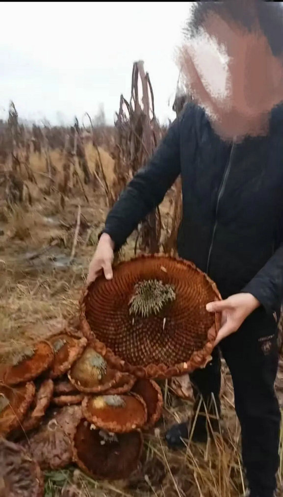 葵花5.jpg