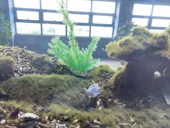 圖為寶鋼湛江鋼鐵水控中心，觀賞海魚在鋼渣漁礁里游動