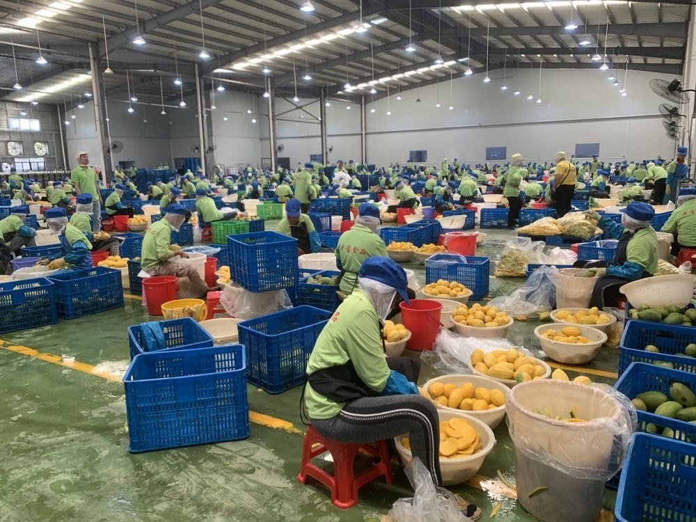 3月7日，工人在柬埔寨磅士卑省的中寶（柬埔寨）食品科技有限公司處理芒果。新華社發(fā)（萬坡 攝）