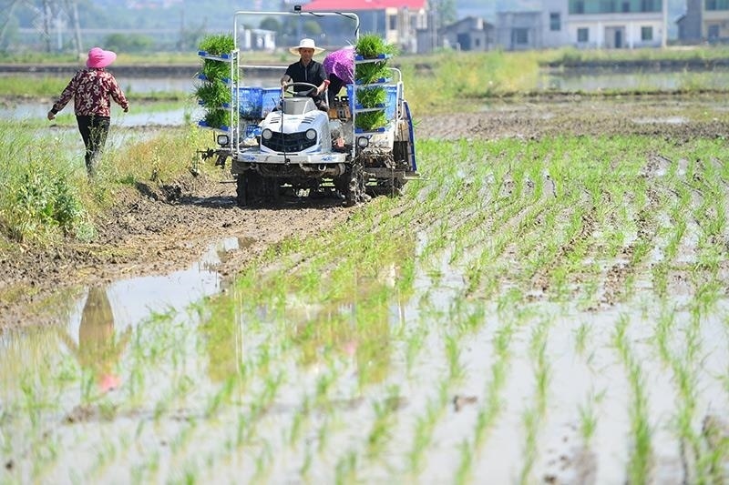 △2023年4月26日，湖南湘潭市雨湖區(qū)姜畬鎮(zhèn)易建河村的一處高標準農田，農民駕駛插秧機插秧。