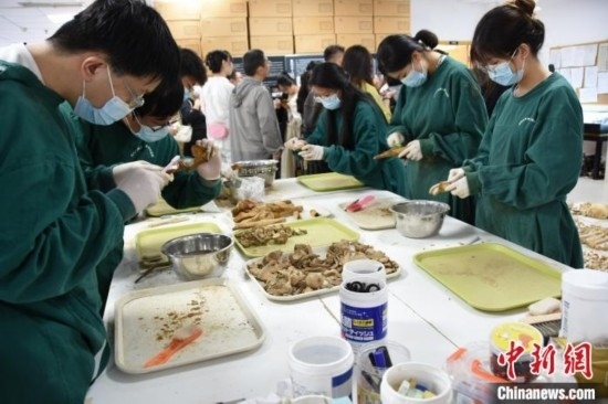 圖為鄭州大學(xué)在校大學(xué)生正在清理骨骼標(biāo)本。王宇 攝