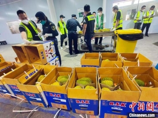 圖為海關(guān)關(guān)員對進口榴蓮進行查驗。黃艷梅 攝