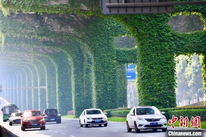 車輛從長(zhǎng)滿爬山虎的橋墩旁經(jīng)過。　張浪 攝