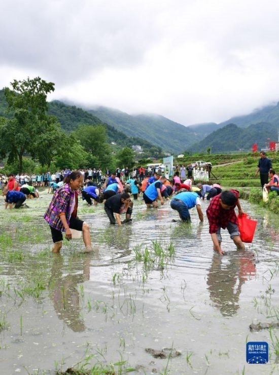 5月27日，秭歸縣九畹溪鎮(zhèn)農(nóng)民參加摸魚比賽。