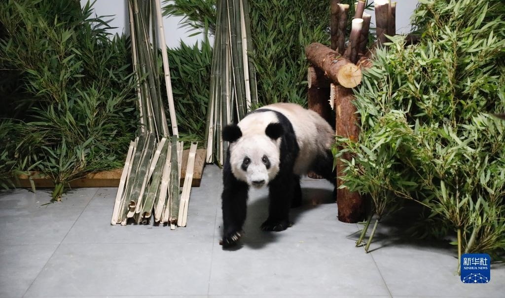 5月29日，大熊貓“丫丫”回到北京動物園。新華社發(fā)（付卓新 攝）