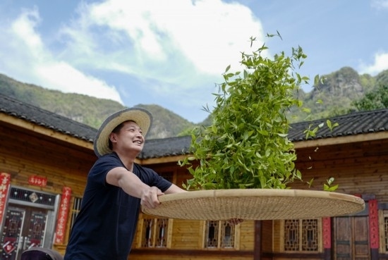 2023年4月19日，重慶市南川區(qū)德隆鎮(zhèn)茶樹村一個居民點，制茶工藝傳承人在幫助村民翻曬新鮮茶葉。