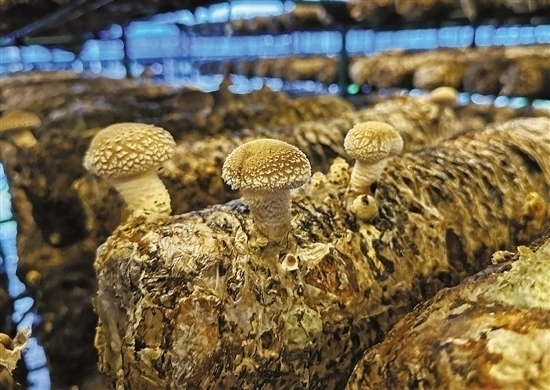 龍游數(shù)智大棚種植的花菇。 記者 祝梅 攝