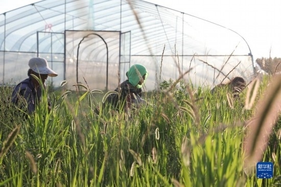 6月21日，山東省樂陵市西段鄉(xiāng)岔河村東亞飛蝗養(yǎng)殖基地的螞蚱養(yǎng)殖戶在割草。新華社記者 范長(zhǎng)國(guó) 攝