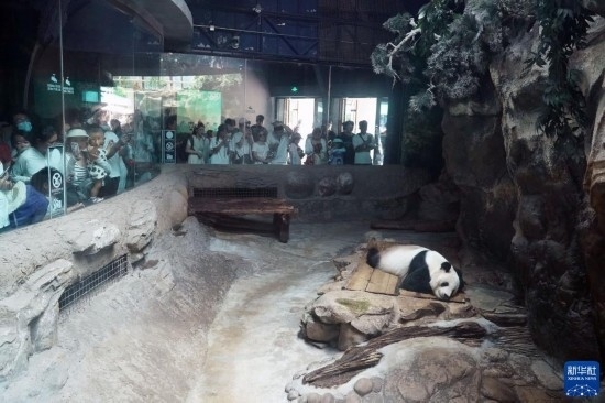 6月22日，游客在北京動物園大熊貓館參觀。新華社記者 任超 攝