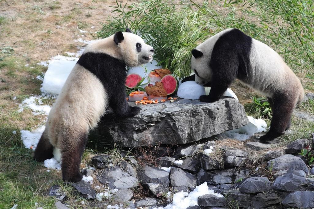 在比利時(shí)天堂動物園，大熊貓“寶弟”（左）、“寶妹”享用“生日大餐”。