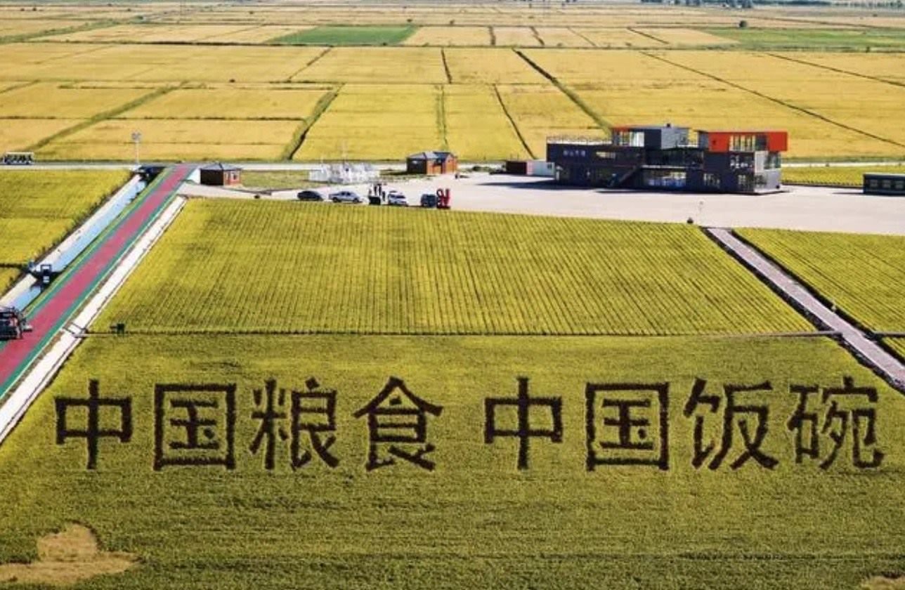 2022年9月2日，黑龍江省富錦市萬畝水稻科技示范園內(nèi)的稻田畫。