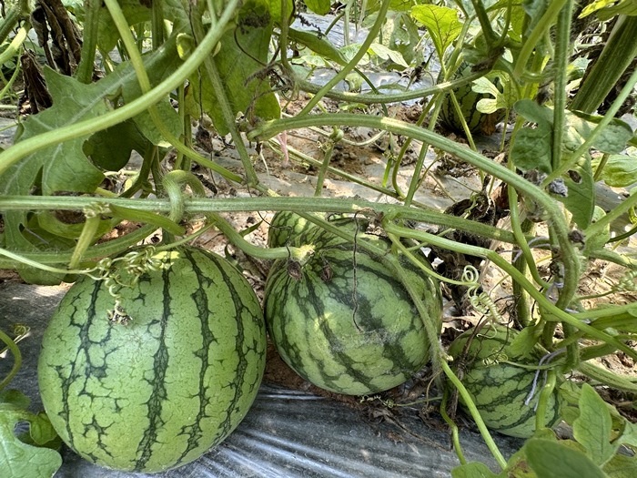 漿水李村瓜果種植基地。王紹紹攝
