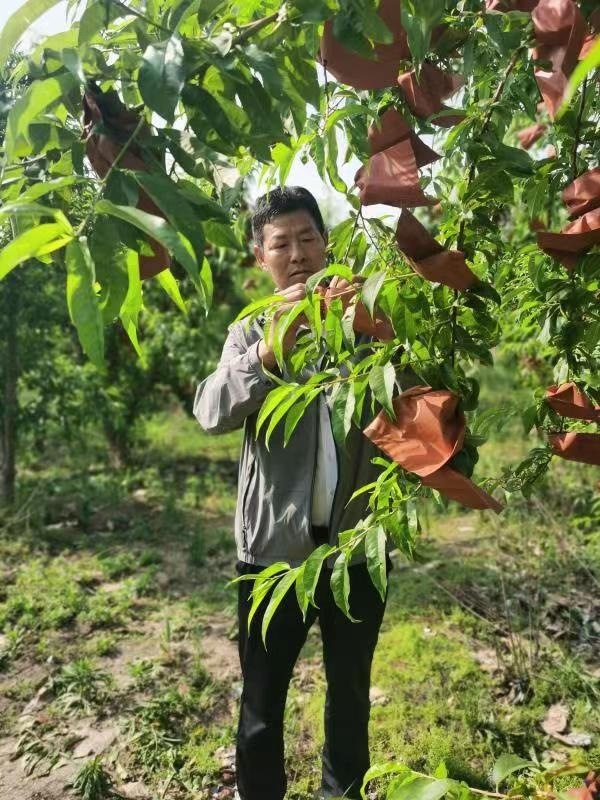 河南長(zhǎng)垣樊相鎮(zhèn)谷寨采摘園。王紹紹攝