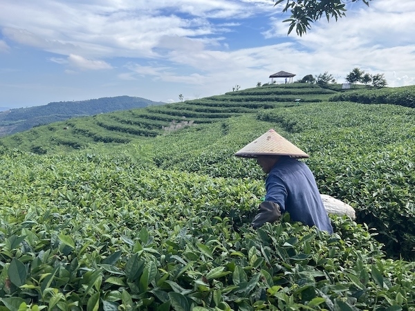 茶農(nóng)正在茶園中采茶。人民網(wǎng) 高清揚攝