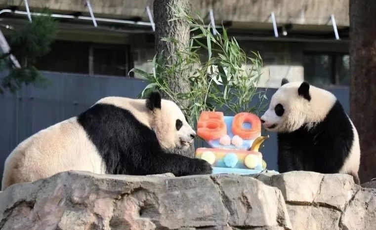 2022年，美國國家動物園舉辦活動慶祝大熊貓抵美50周年，園方為大熊貓“美香”“添添”和“小奇跡”一家三口準(zhǔn)備了有“50”字樣的冰凍水果蛋糕。（圖片來源：雅安市廣播電視臺）
