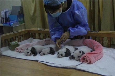 成都大熊貓繁育研究基地成立于1987年，先后攻克了大熊貓人工飼養(yǎng)與管理、繁殖與育幼、疾病防控與種群遺傳管理等關(guān)鍵技術(shù)難題，建成全球最大的大熊貓人工繁育遷地保護(hù)種群，數(shù)量達(dá)230余只。（圖片來源：成都大熊貓繁育研究基地網(wǎng)站）