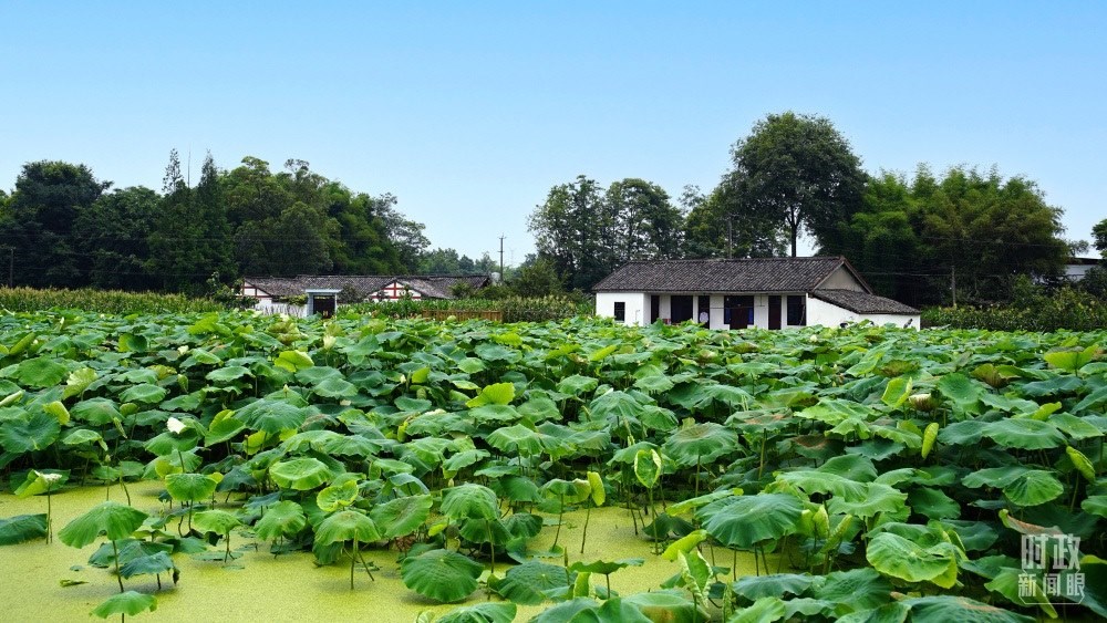 四川眉山，永豐村荷塘。2022年6月，習(xí)近平曾到此調(diào)研鄉(xiāng)村振興情況。（總臺(tái)央廣記者潘毅拍攝）