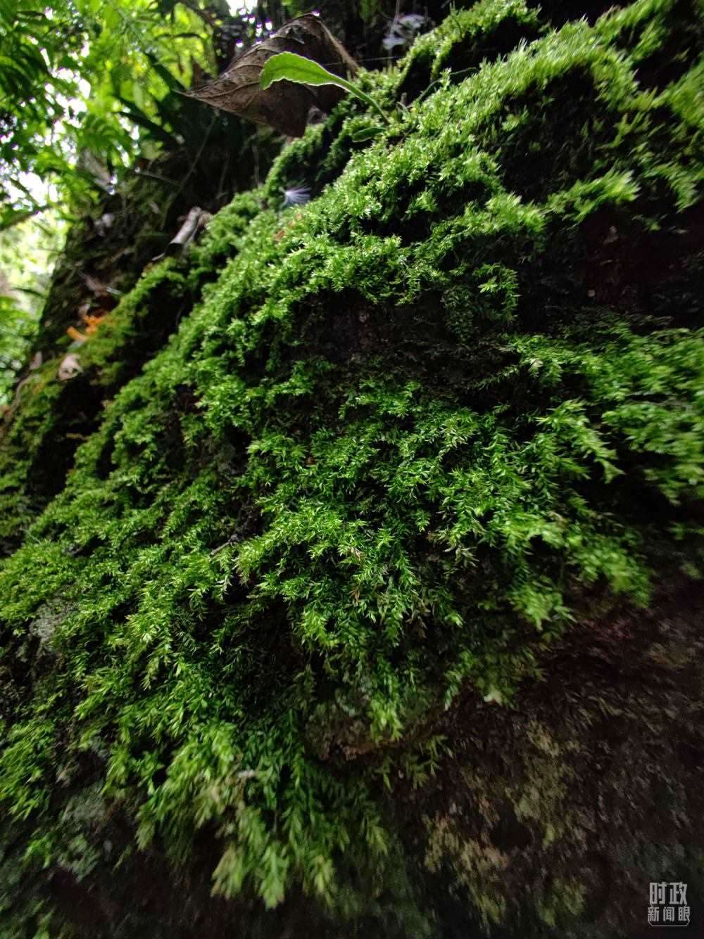海南熱帶雨林國家公園是我國首批五個(gè)國家公園之一。2022年4月，習(xí)近平在這里調(diào)研時(shí)指出，要對(duì)熱帶雨林實(shí)行嚴(yán)格保護(hù)。（總臺(tái)央視記者石偉明、彭漢明拍攝）