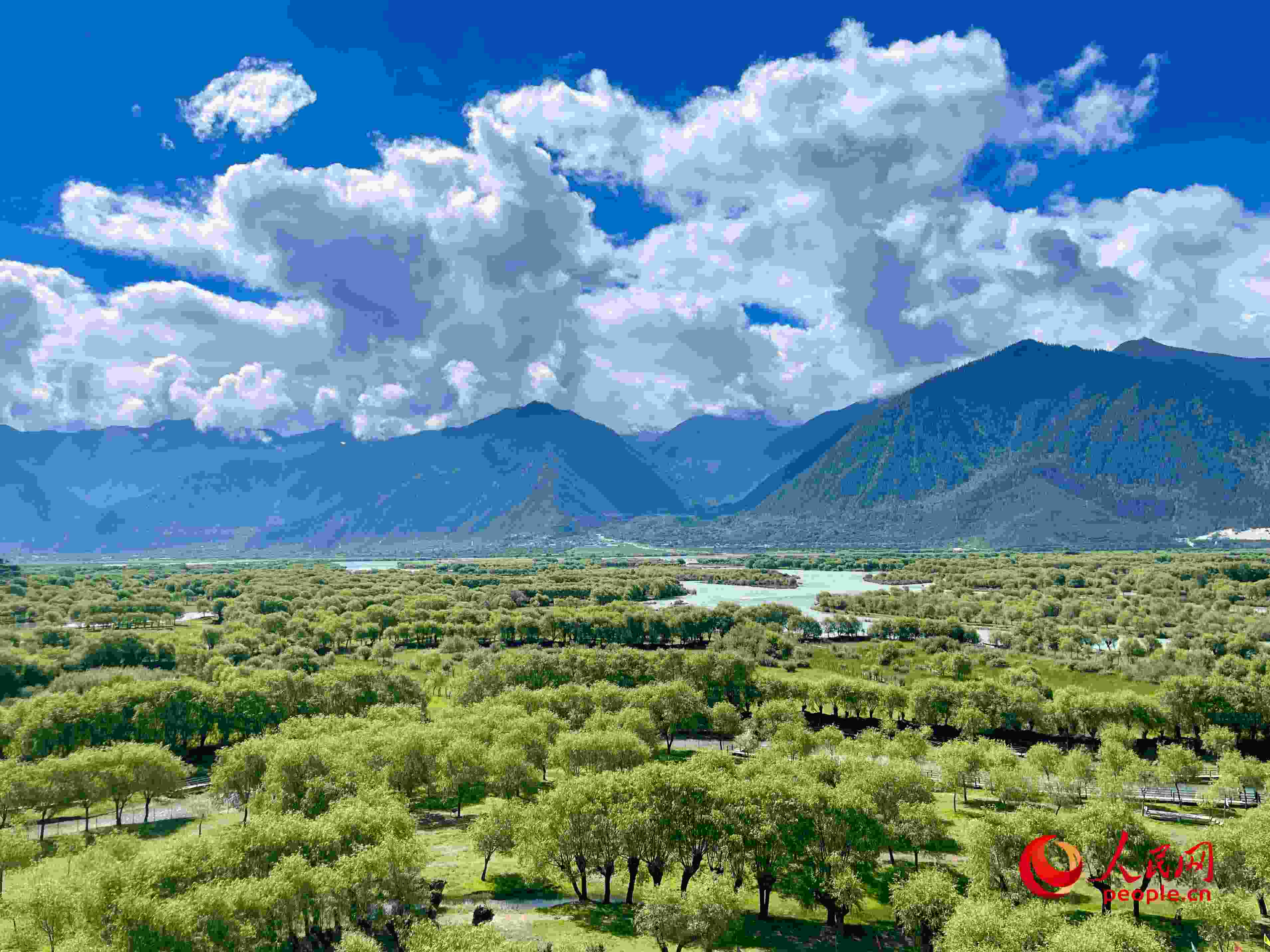 夏日的雅尼國(guó)家濕地公園生機(jī)盎然，如詩(shī)如畫。人民網(wǎng) 周靜圓攝
