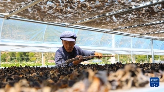 7月29日，在卓尼縣納浪鎮(zhèn)納浪村黑木耳種植基地，農(nóng)戶(hù)在翻曬黑木耳。