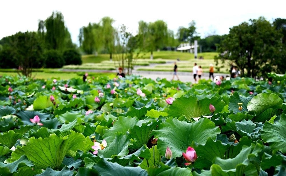 市民在天漢濕地公園內(nèi)休閑賞景。