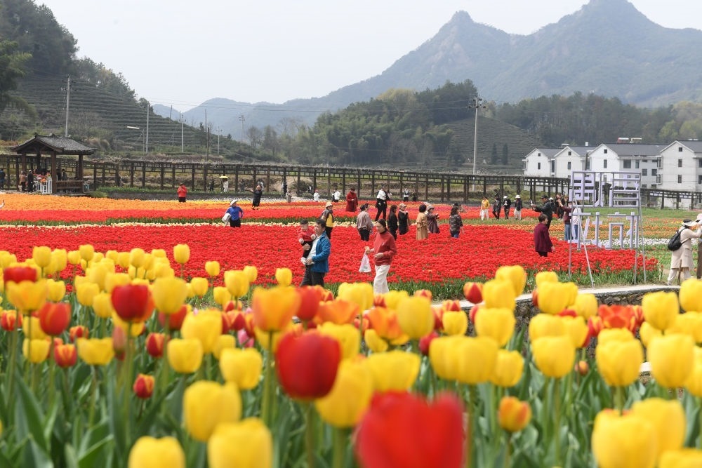 金華市浦江縣210省道旁的鮮花農場（3月28日攝）。新華社記者 翁忻旸 攝