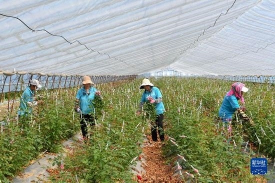 8月17日，農(nóng)民在吉林省德惠市朱城子鎮(zhèn)沿河村程雪家庭農(nóng)場(chǎng)采摘玫瑰花。新華社記者 張楠 攝