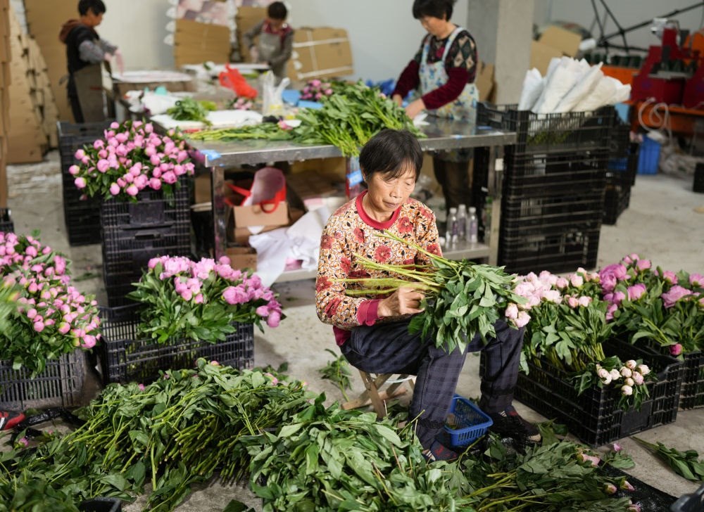 在浦江縣杭坪鎮(zhèn)烏漿村的鮮花種植基地，村民在處理芍藥鮮切花，準備發(fā)往各地（5月23日攝）。新華社記者 翁忻旸 攝