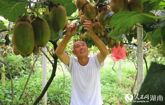 “農(nóng)民專家”丁清清在果園里采摘。 人民網(wǎng)記者 劉賓攝