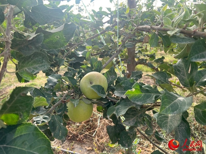 已有蘋果掛在枝頭，10月底即可成熟。人民網(wǎng)記者 常雪梅攝