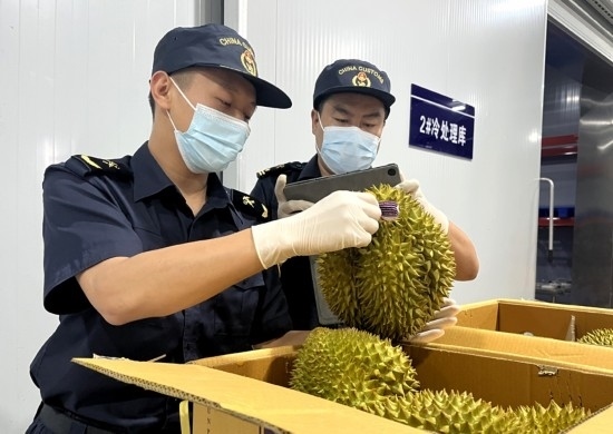 磨憨鐵路口岸綜合性指定監(jiān)管場地水果查驗區(qū)內(nèi)，海關(guān)關(guān)員正在查驗進口榴蓮。勐臘海關(guān)供圖