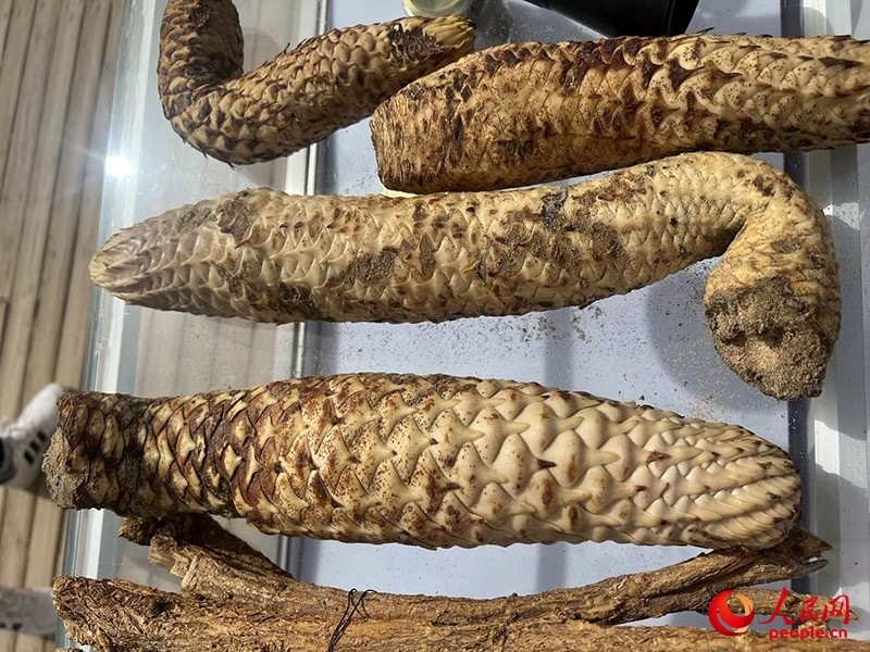 林下經(jīng)濟(jì)作物肉蓯蓉。人民網(wǎng)記者 常雪梅攝
