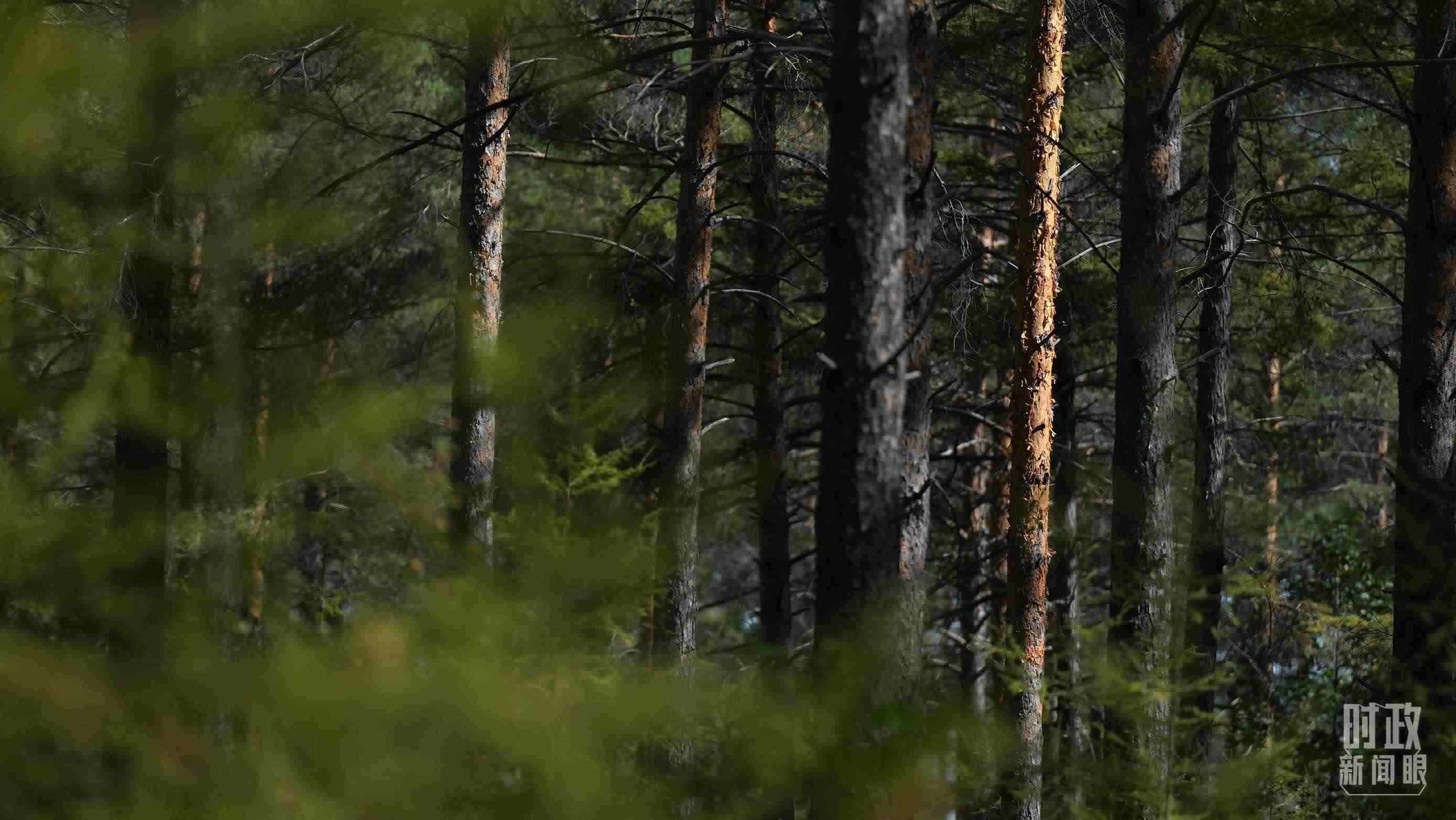 △漠河林場(chǎng)有天然林3.54萬公頃、蓄積量325.3萬立方米。（總臺(tái)國廣記者李晉拍攝）