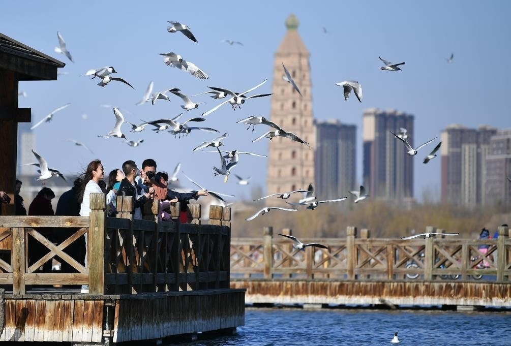 市民在寧夏銀川市海寶公園觀賞候鳥(niǎo)（2023年3月12日攝）。新華社記者王鵬 攝