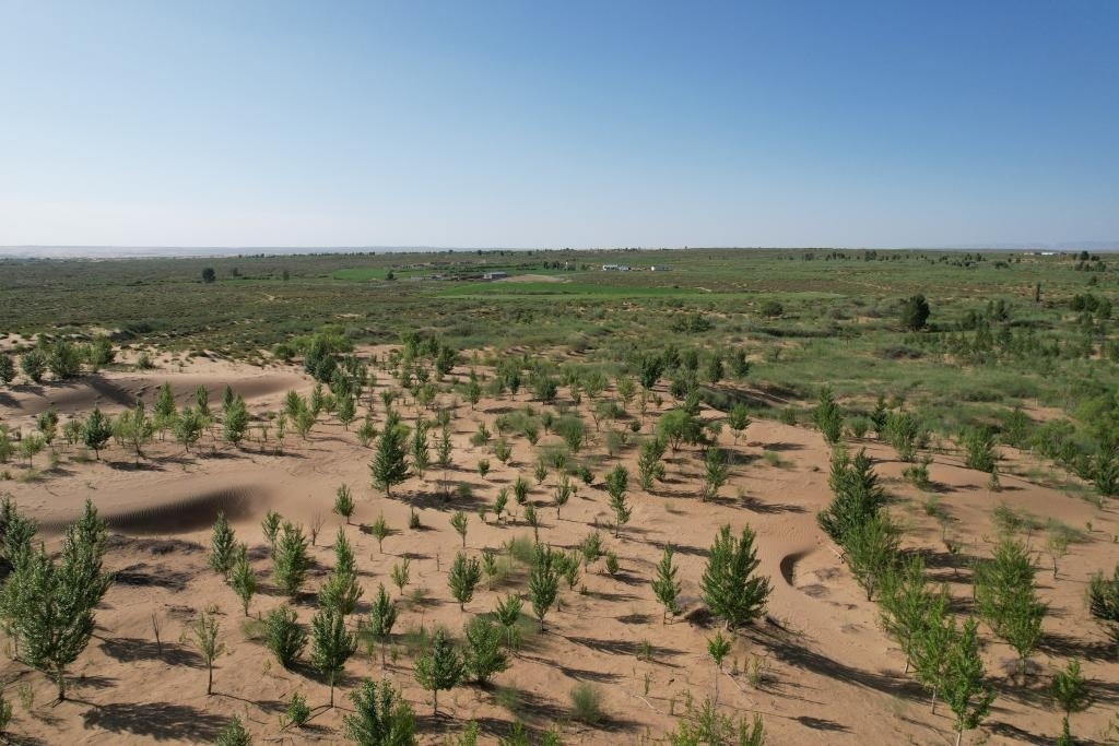 在庫(kù)布其沙漠腹地，牧民已讓10萬(wàn)畝沙地變綠洲（無(wú)人機(jī)照片，2023年6月25日攝）。新華社記者李云平 攝