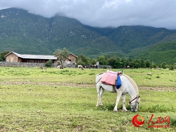 玉湖村附近草甸。人民網(wǎng) 周靜圓攝