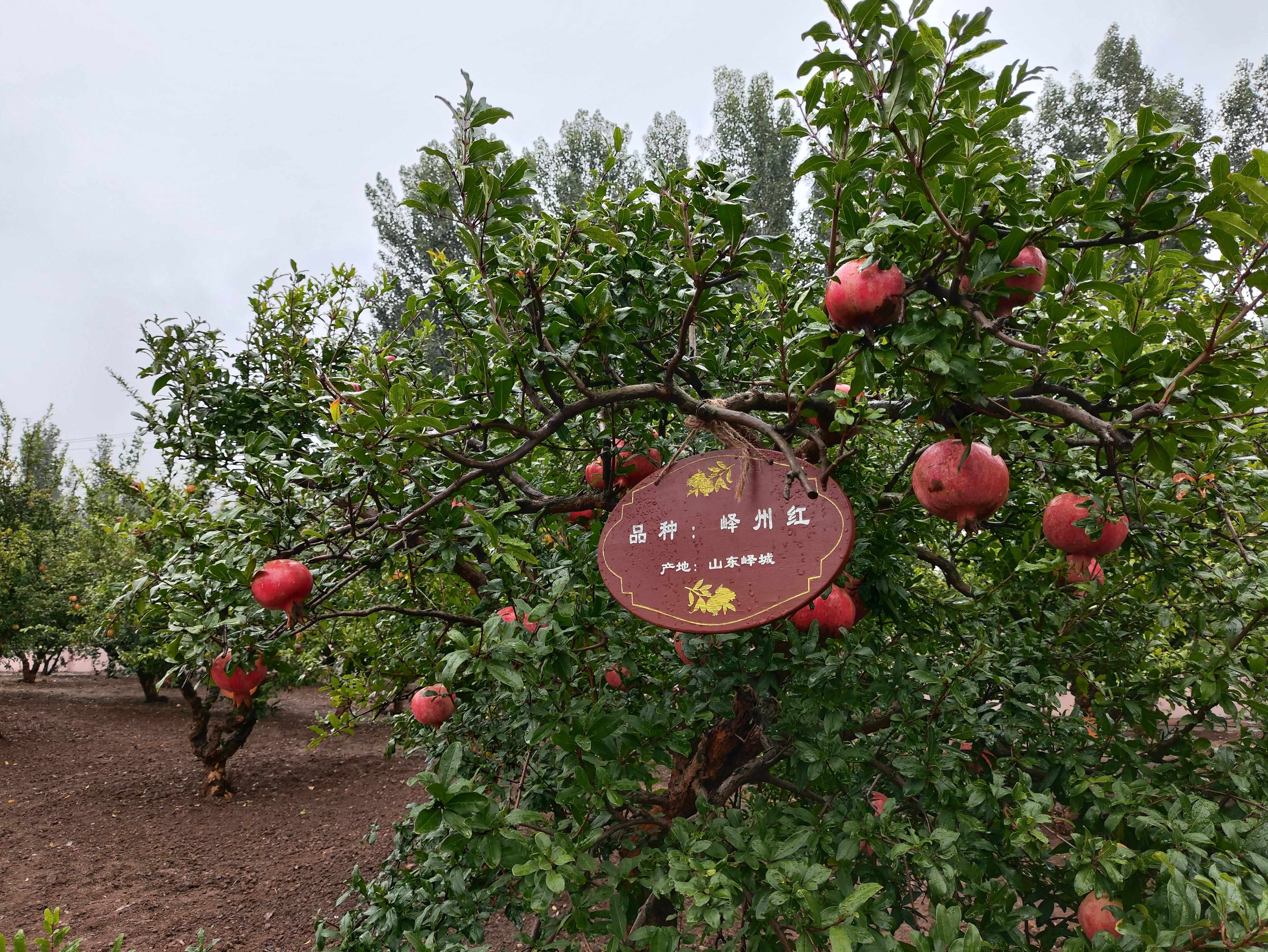 △石榴園中的“嶧州紅”品種，曾在2019年北京世園會(huì)優(yōu)質(zhì)果品大賽中獲金獎(jiǎng)。（總臺(tái)央視記者鐘信偉拍攝）