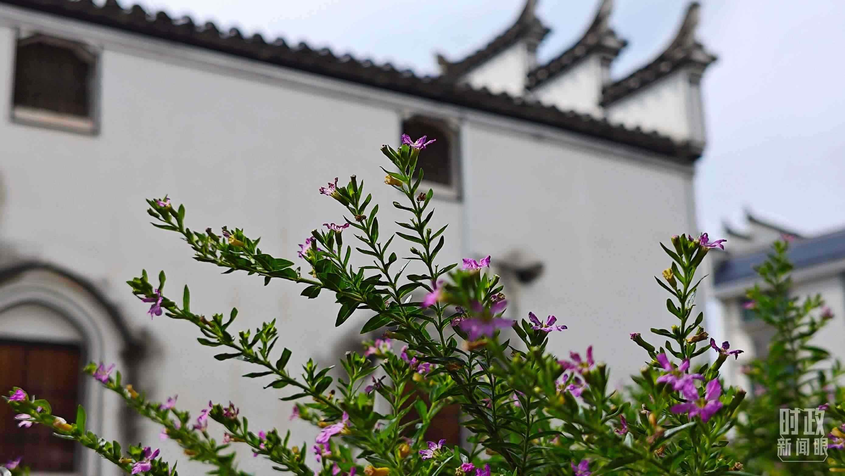 △李祖村。（總臺(tái)央視記者許永松拍攝）