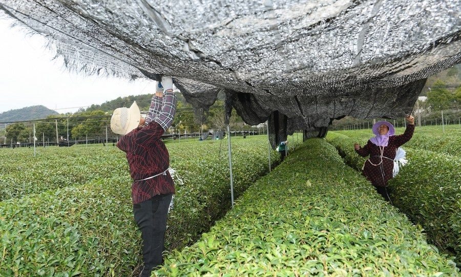  在浙江省紹興市越城區(qū)富盛鎮(zhèn)抹茶生產(chǎn)基地，農(nóng)戶為茶樹拉遮陽網(wǎng)（2023年2月28日攝）。