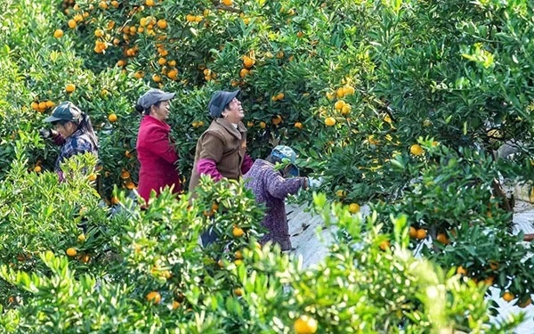 農(nóng)戶在果園中采摘果實。湖南省石門縣融媒體中心 唐亞翔攝