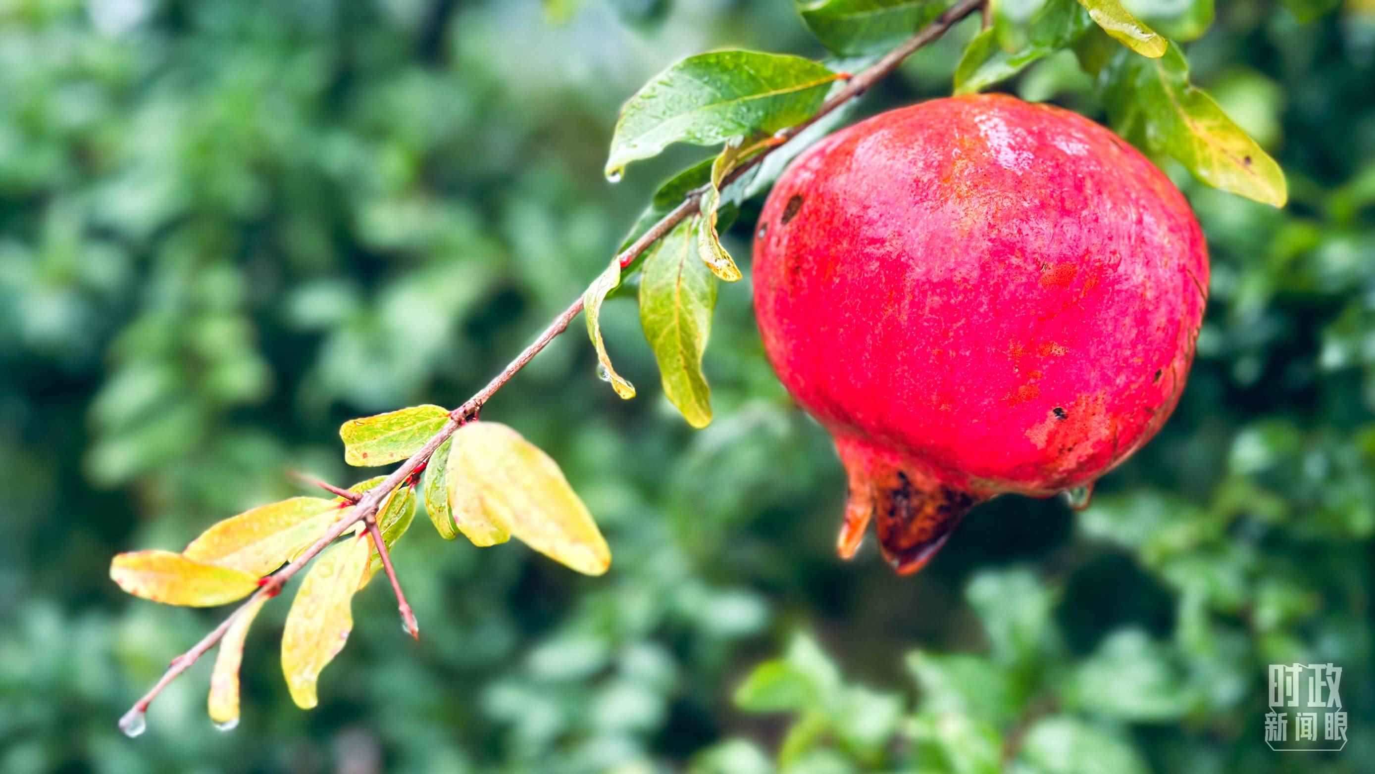 △山東省棗莊市冠世榴園，石榴紅了。（總臺央視記者范一鳴拍攝）