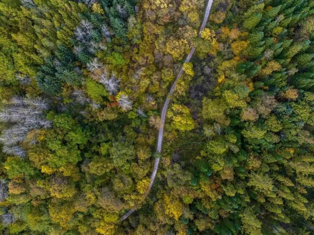 綠意盎然的長白山地區(qū)。王哲攝