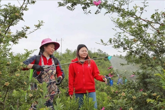王永華（右一）向龍鳳村村民傳授噴灑農(nóng)藥技術(shù)要領(lǐng)。受訪者供圖